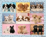 12735 Dog Multipic1 Landscape  